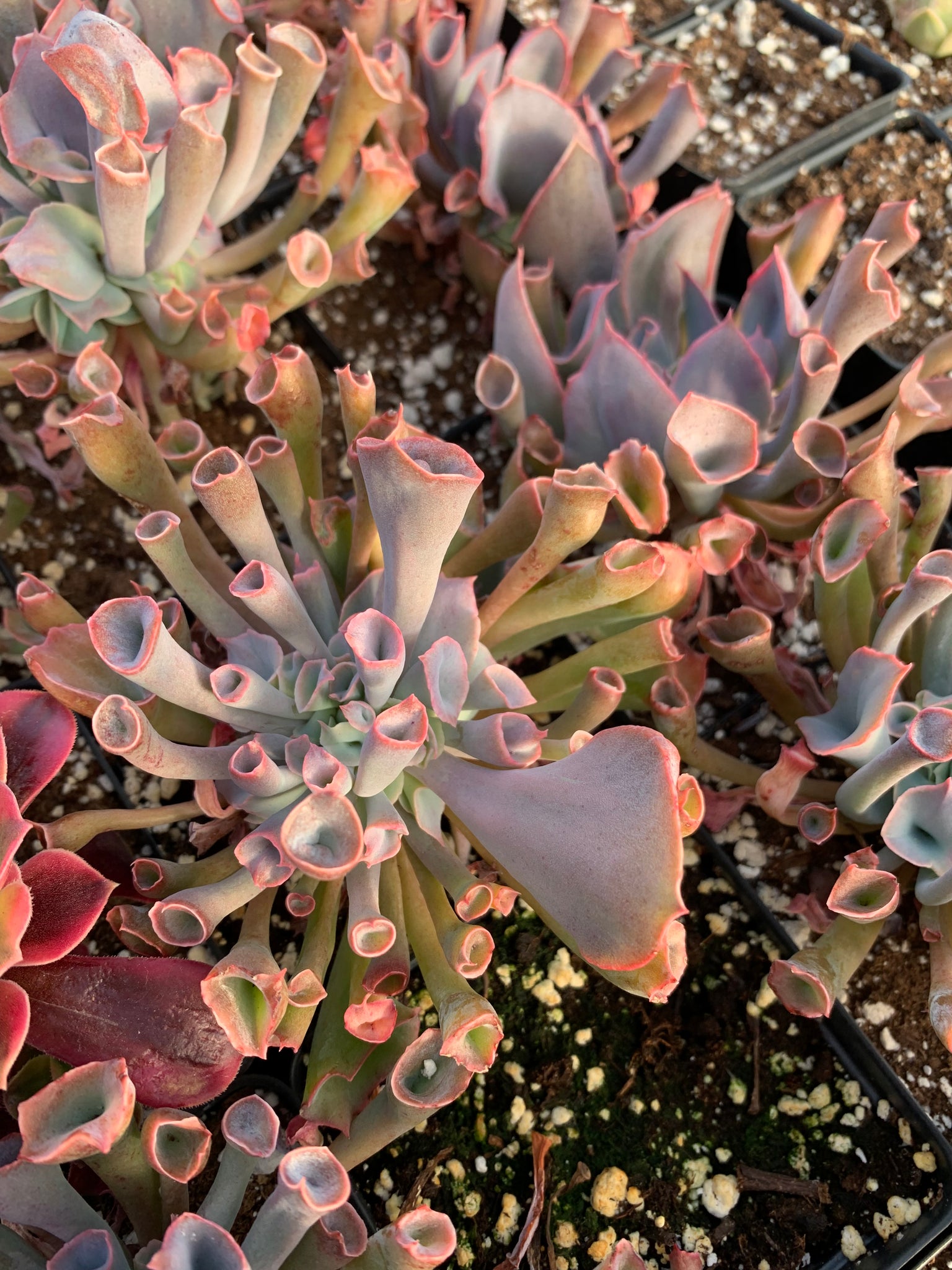 trumpet succulent Echeveria Trumpet Pinky