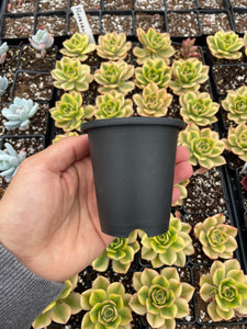 Black round planter - April Farm/Rare Succulents