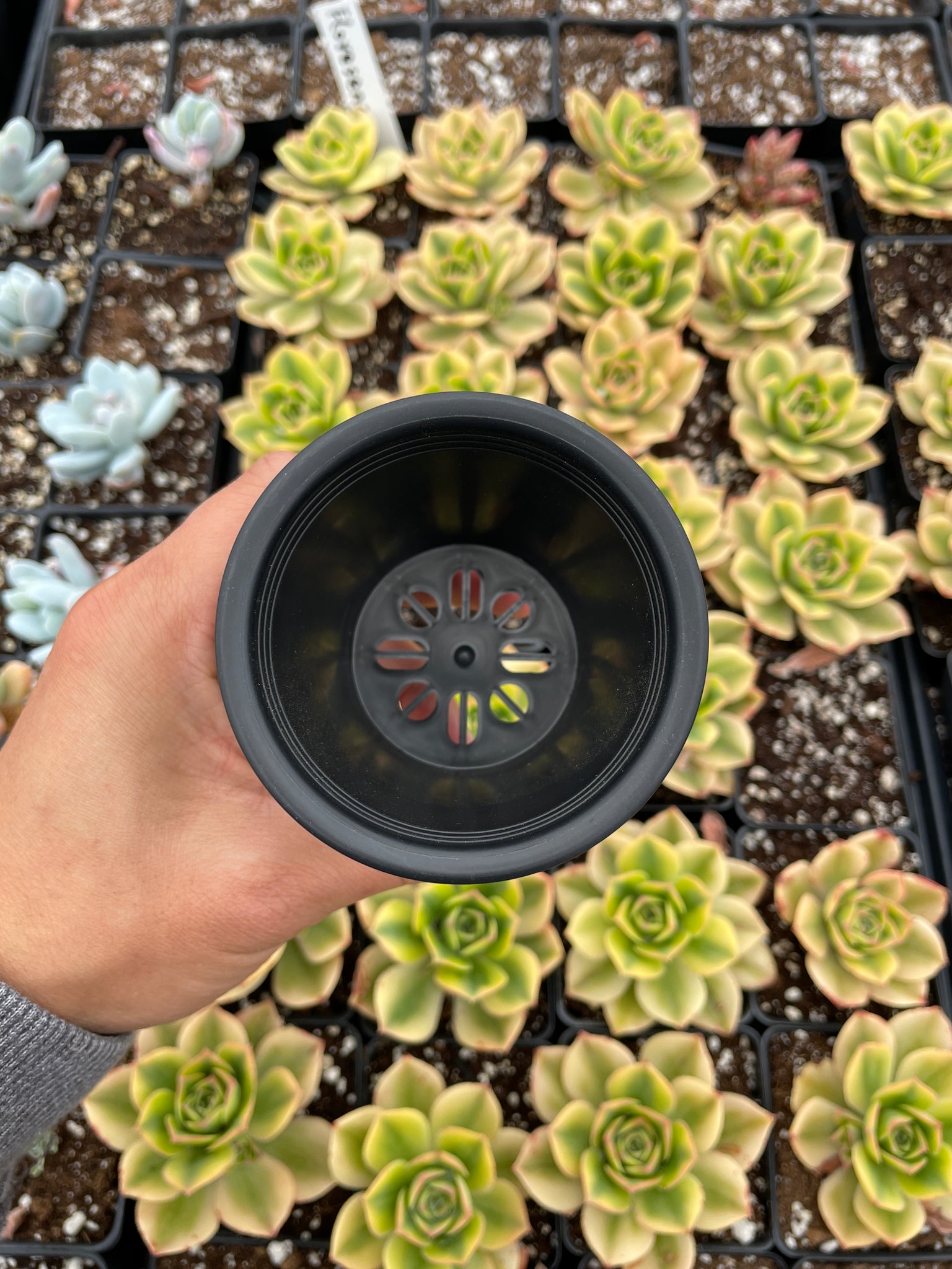 succulent round planter Black round planter