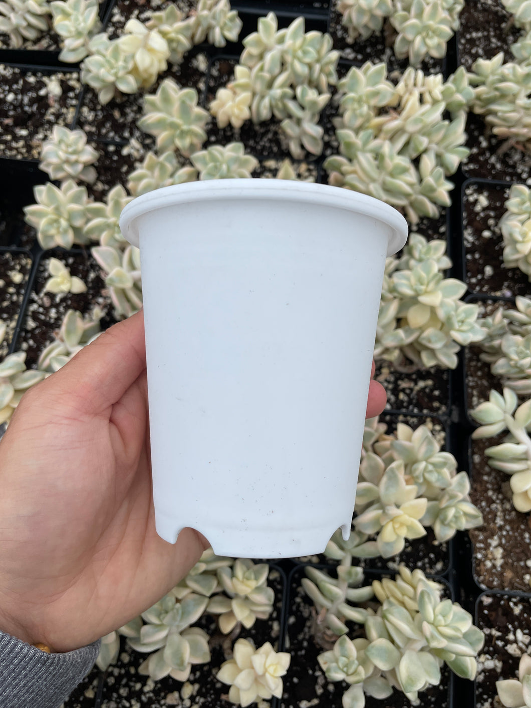 White round planter - April Farm/Rare Succulents