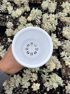 White round planter - April Farm/Rare Succulents