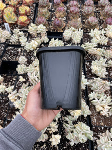 Multiple color square planter (multiple color options) - April Farm/Rare Succulents