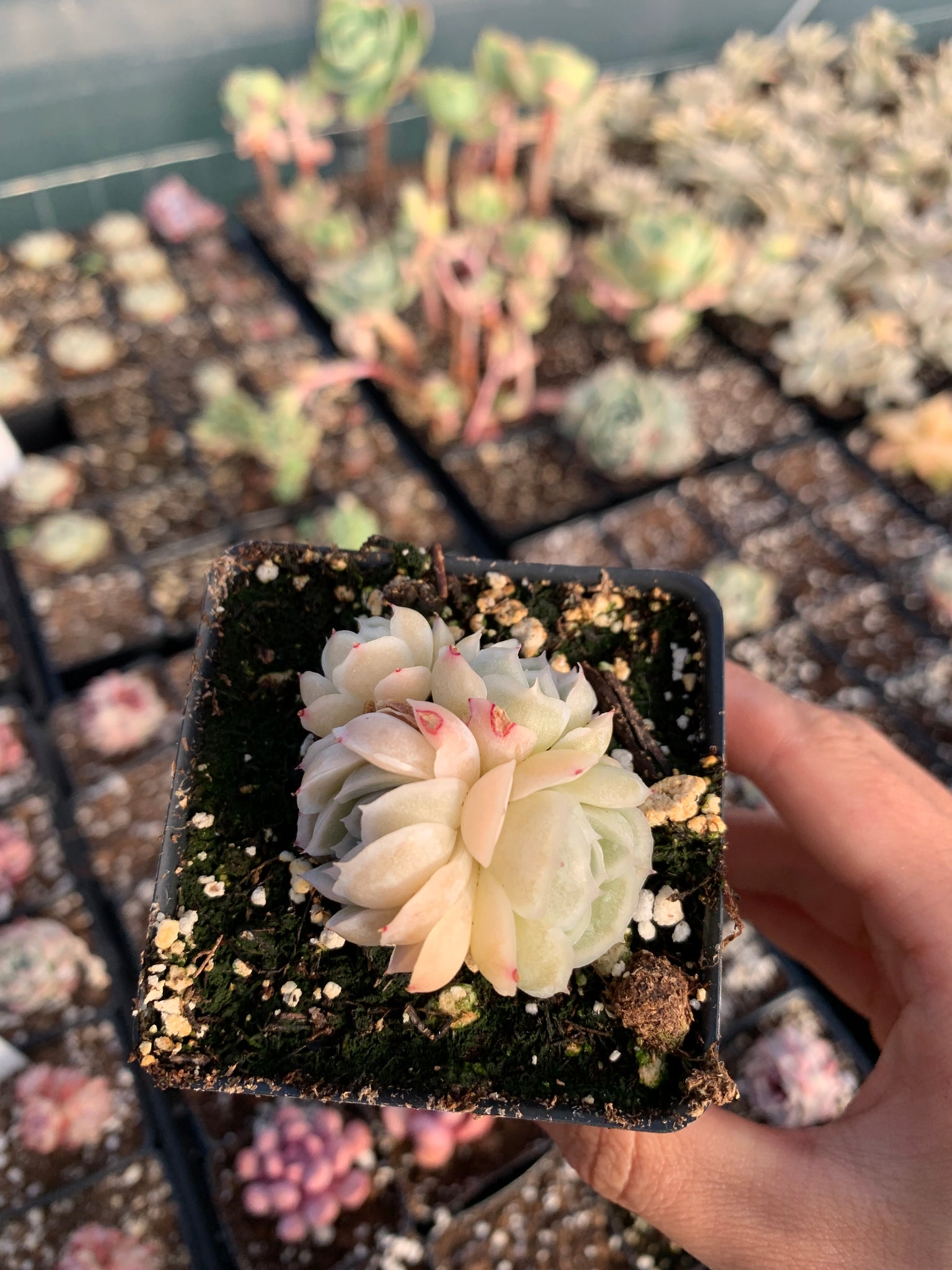 mexican succulent plants Echeveria Elegans "Mexican Rose"