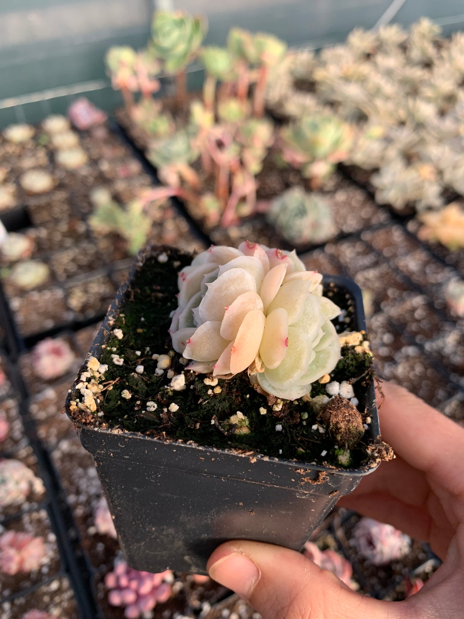 rose petal succulent Echeveria Elegans "Mexican Rose"