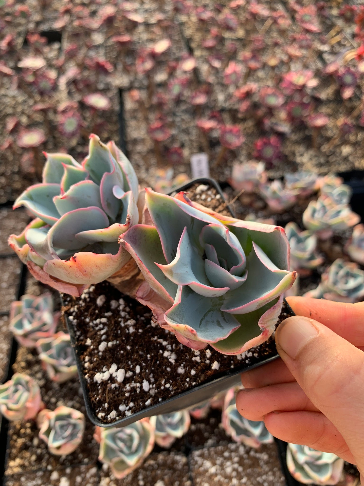 cedar creek succulents Echeveria Da Vinci Code