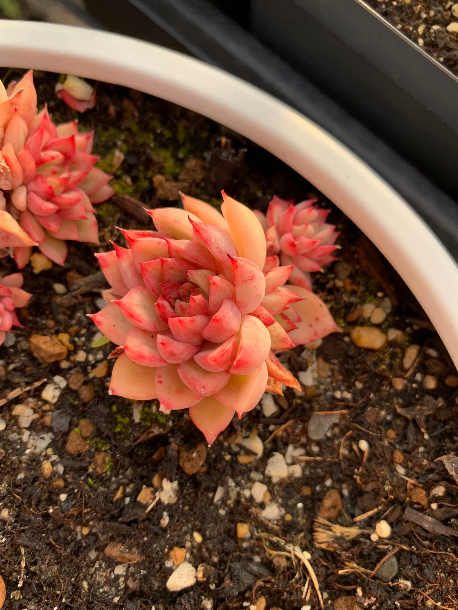 mebina succulent Echeveria Mebina single head (mini succulent)
