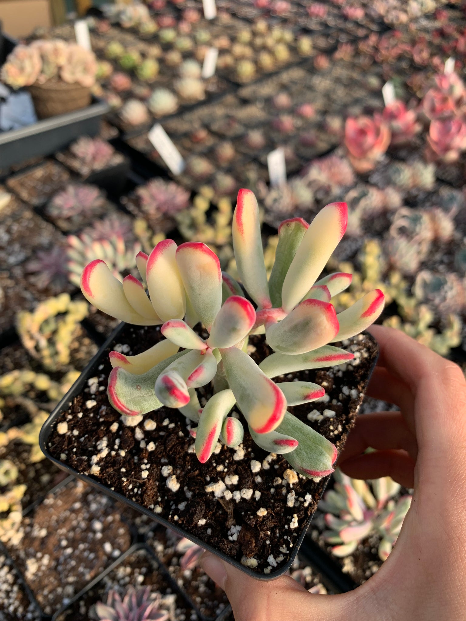 succulent plants long thin leaves Cotyledon Variegated Orbiculata (thin leaves)