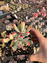 Load image into Gallery viewer, Cotyledon Variegated Orbiculata (thin leaves) - April Farm/Rare Succulents