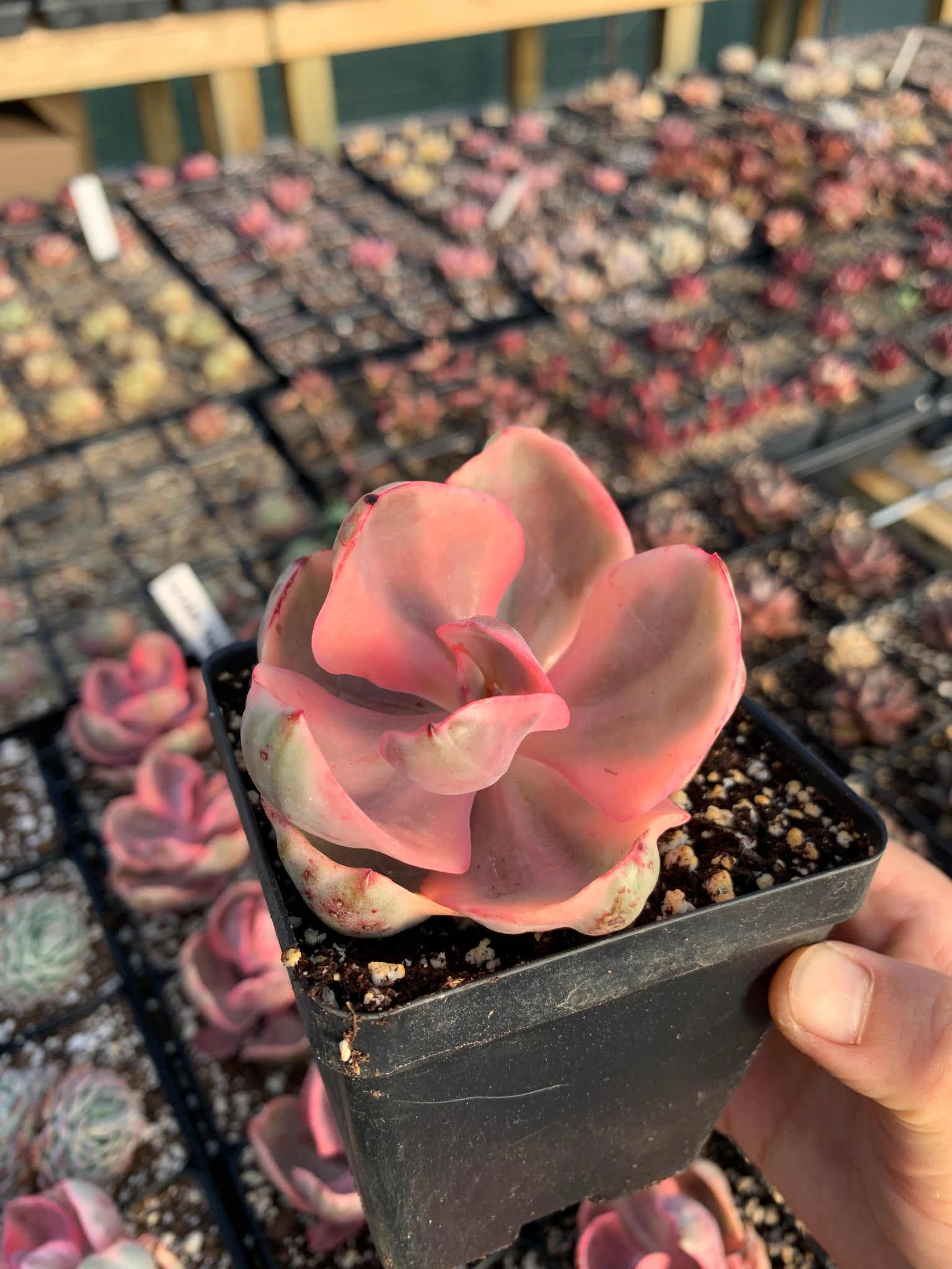 golden ratio succulent Echeveria Variegated Golden State Frills