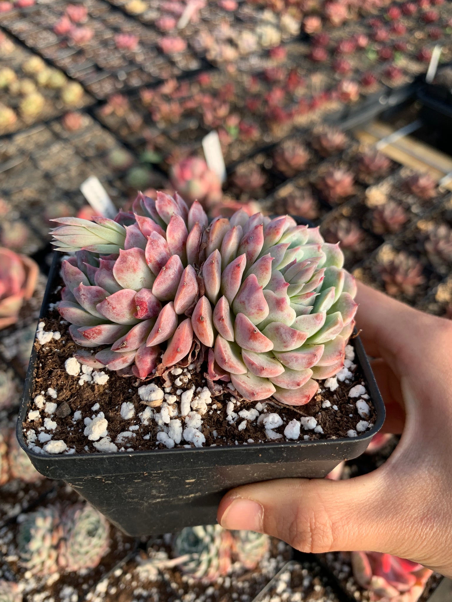 pinwheel succulent plant Echeveria Pinwheel