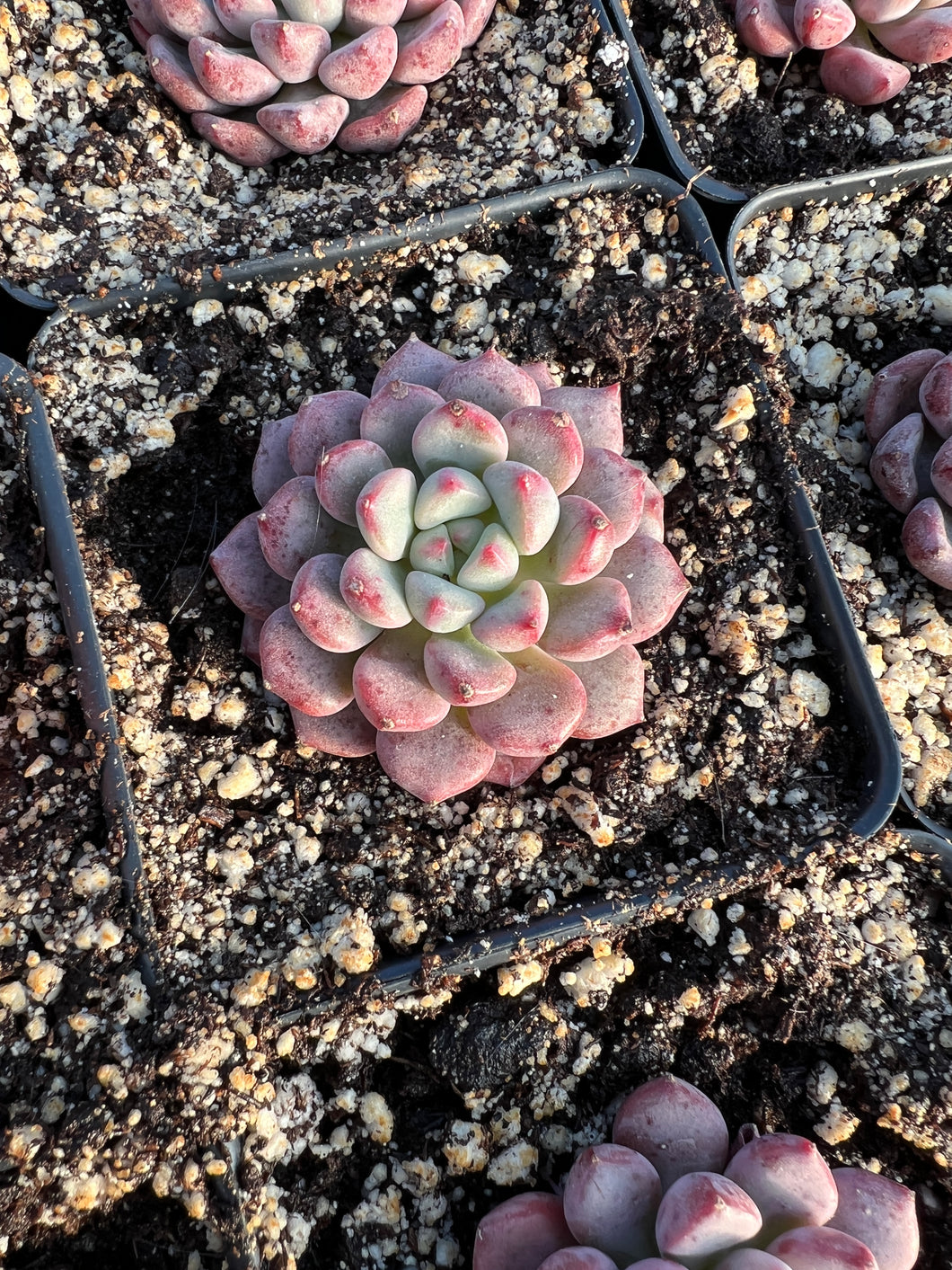 echeveria purple succulents Echeveria Purple Minima (mini single head)