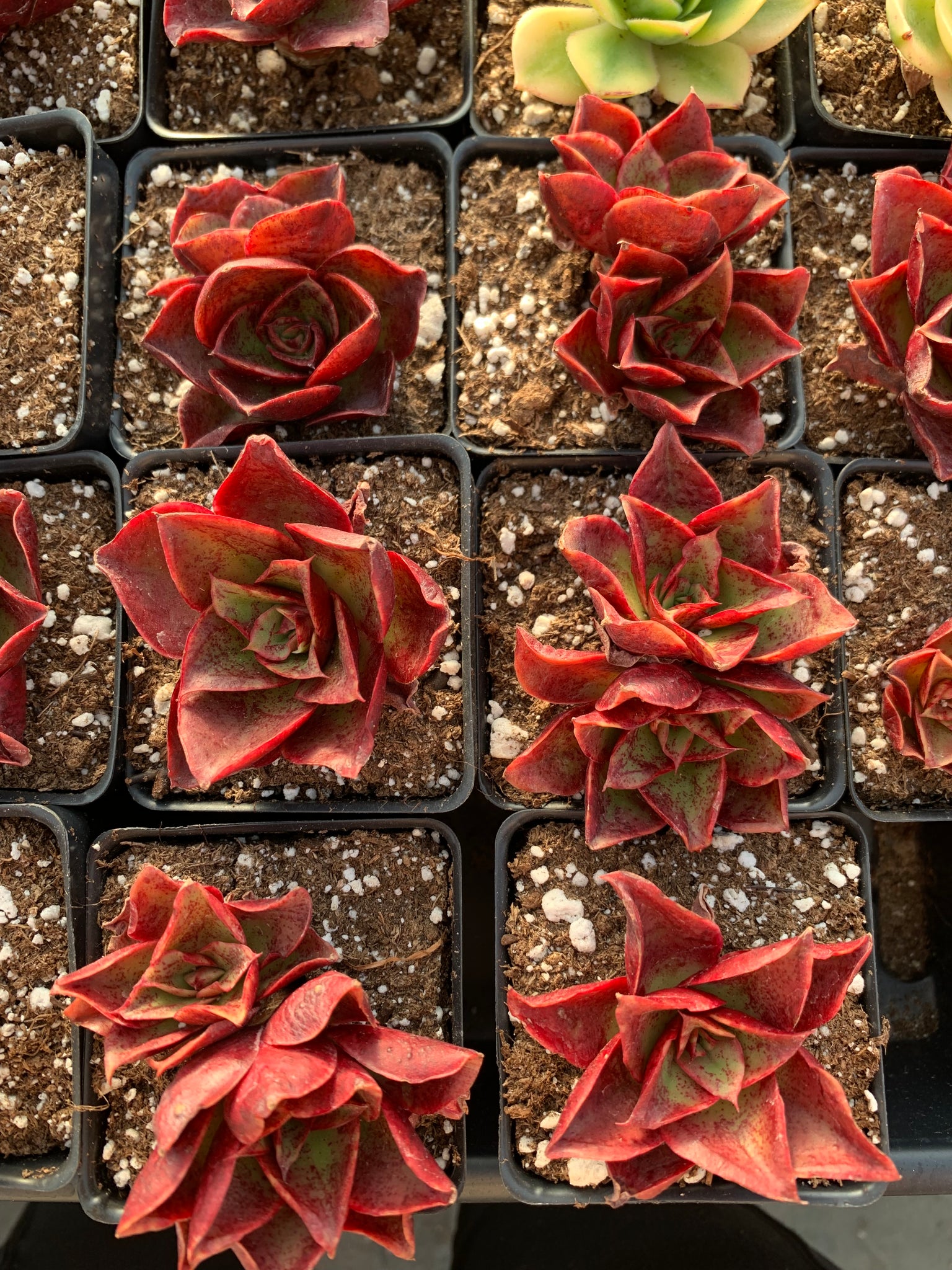 salsa succulent Echeveria 'Salsa Verde'
