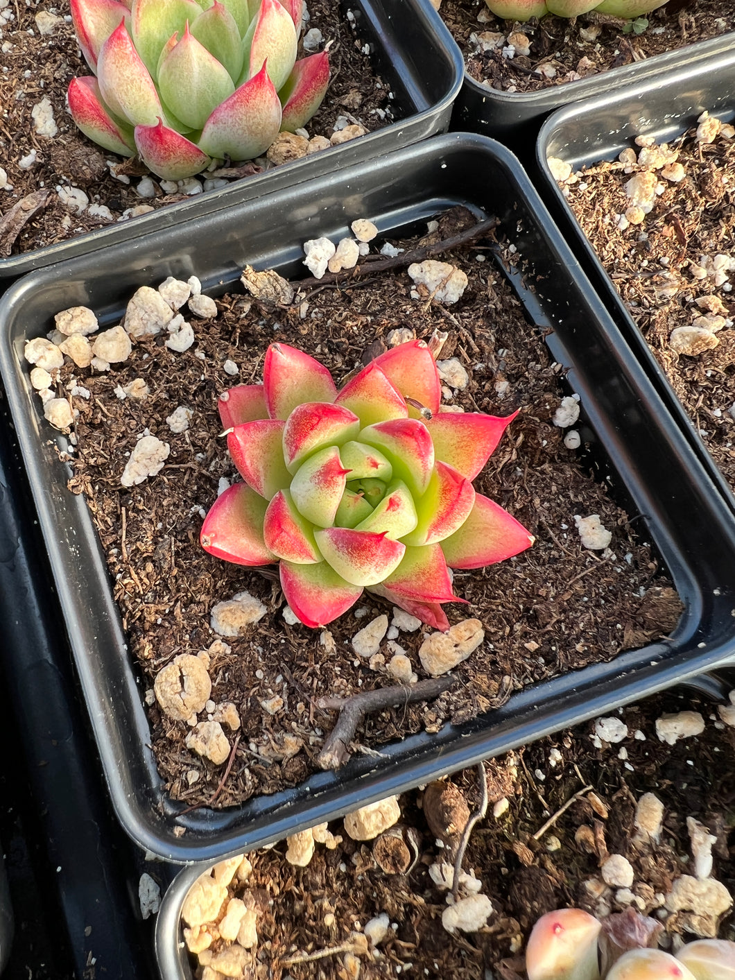 queen of succulents Echeveria Dream Queen