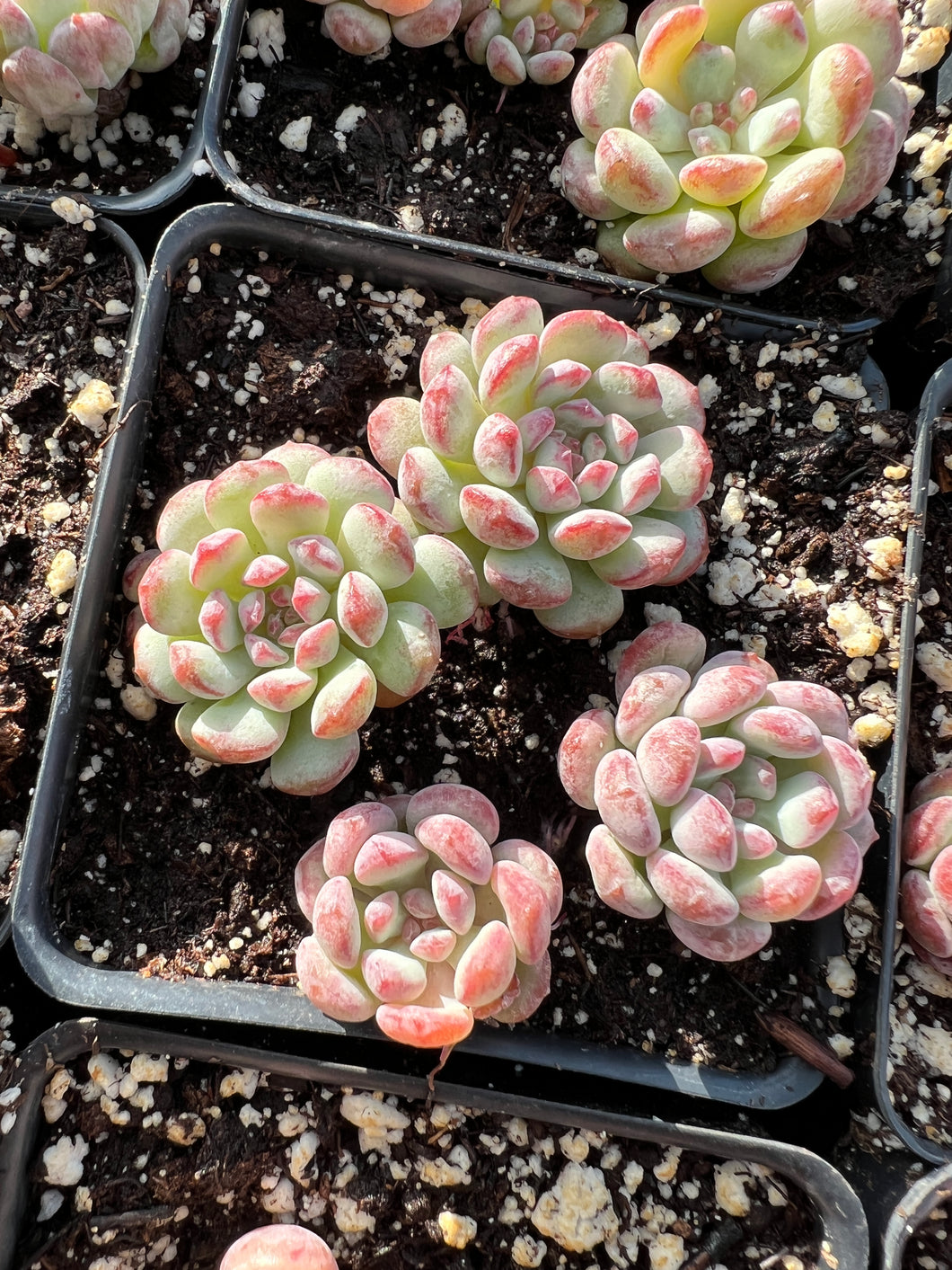 old succulent plants Echeveria Old "Amoena" mini single head
