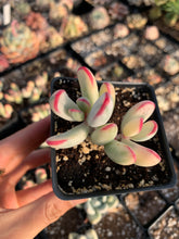 Load image into Gallery viewer, Cotyledon Variegated Orbiculata small (thin leaves) - April Farm/Rare Succulents