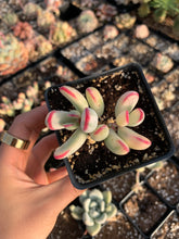 Load image into Gallery viewer, Cotyledon Variegated Orbiculata small (thin leaves) - April Farm/Rare Succulents