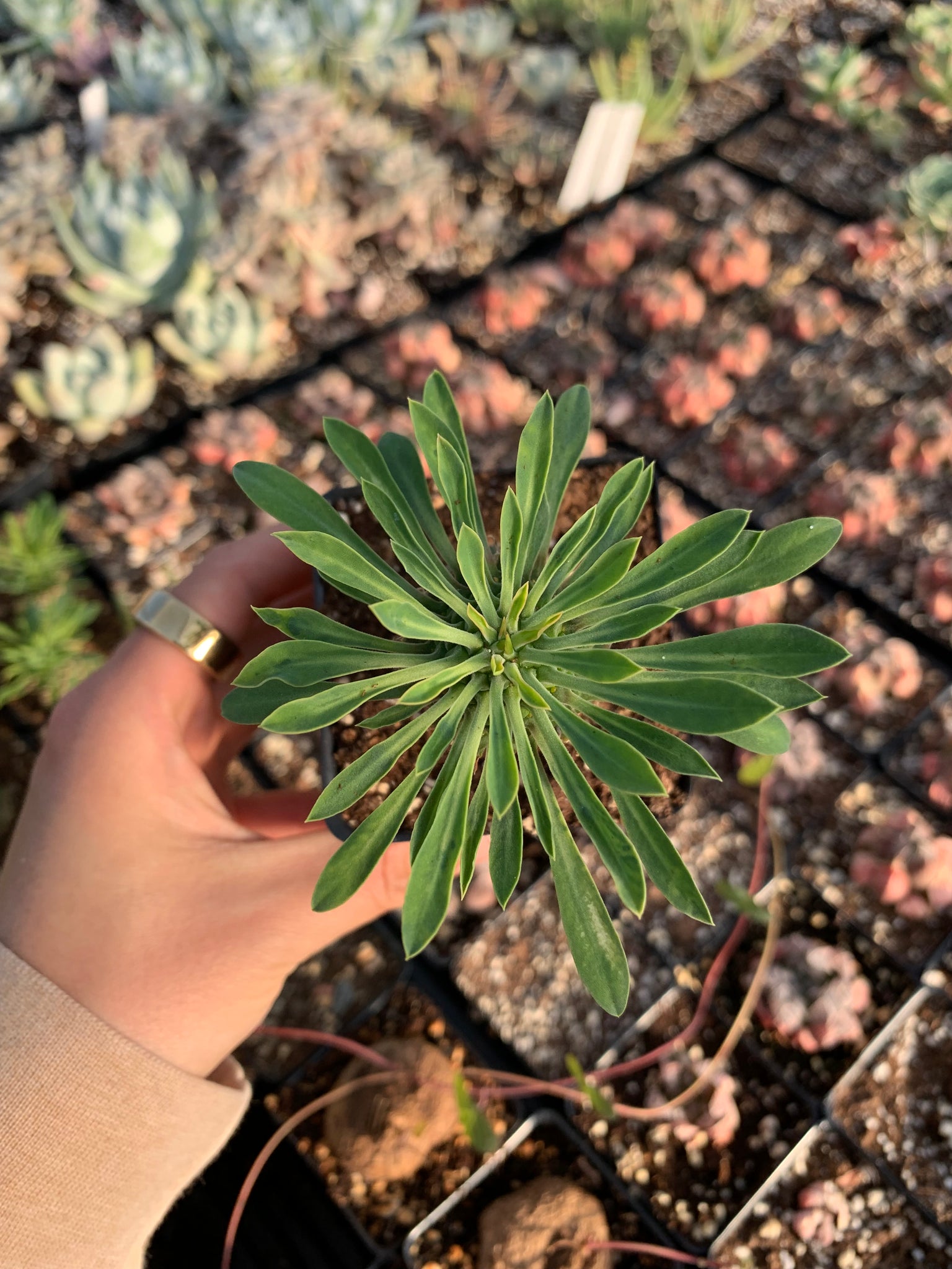 is a pineapple a succulent Euphorbia hypogaea (pineapple)- April Farm/Rare Succulents