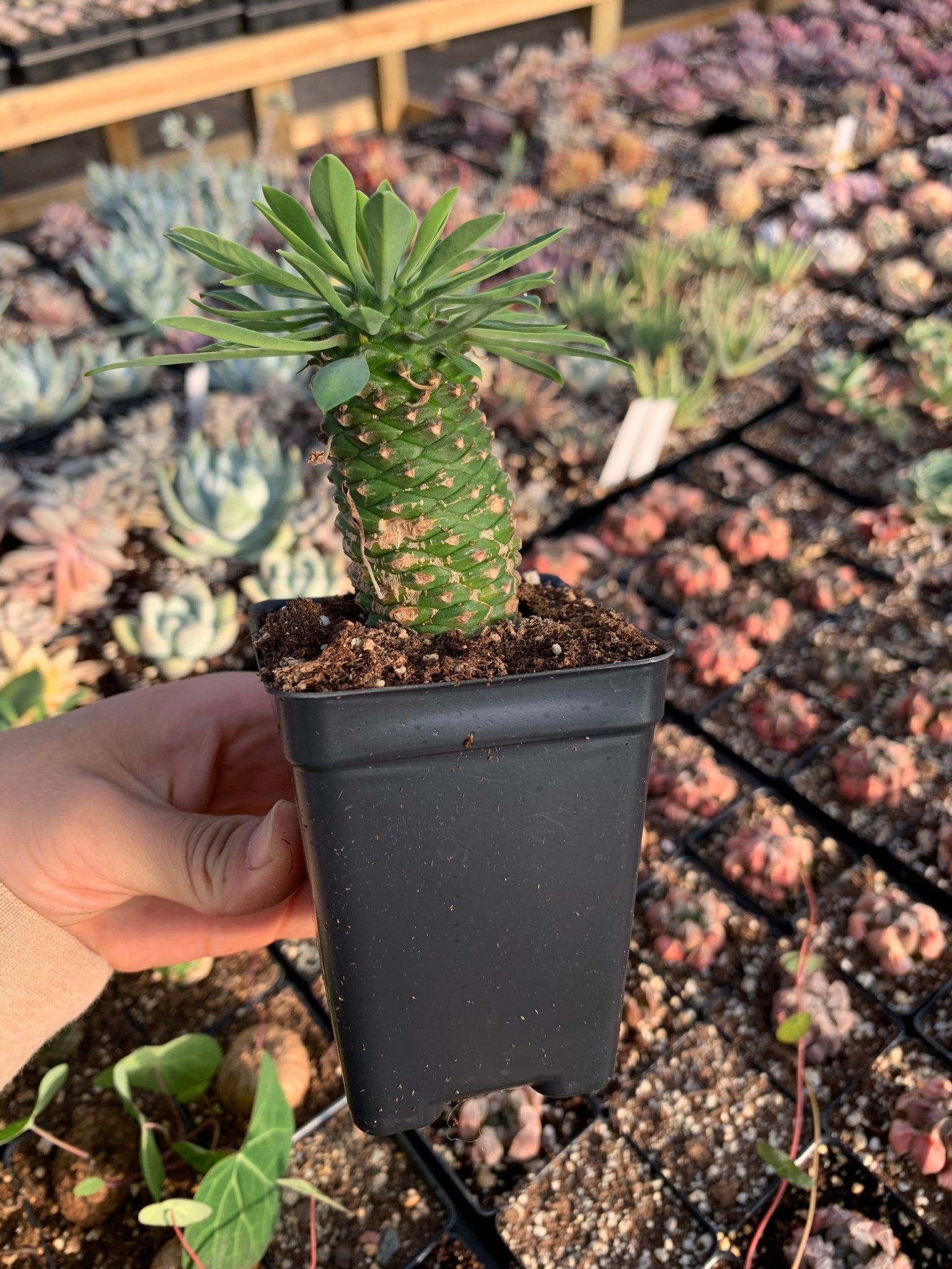 are pineapples succulents Euphorbia hypogaea (pineapple)- April Farm/Rare Succulents