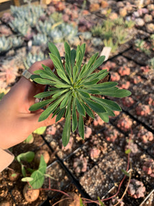 Euphorbia hypogaea (pineapple)- April Farm/Rare Succulents