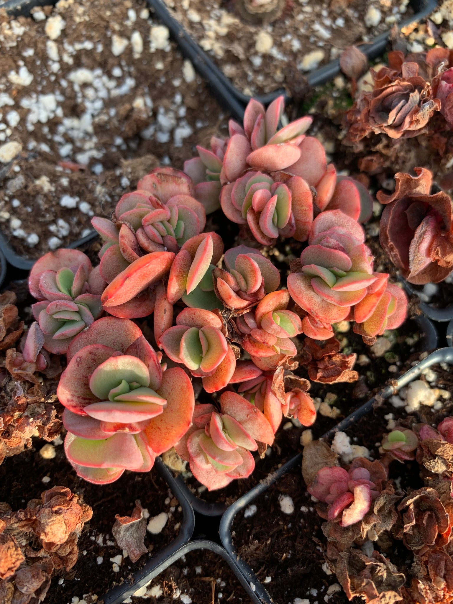 red succulents for sale Echeveria Sunyan