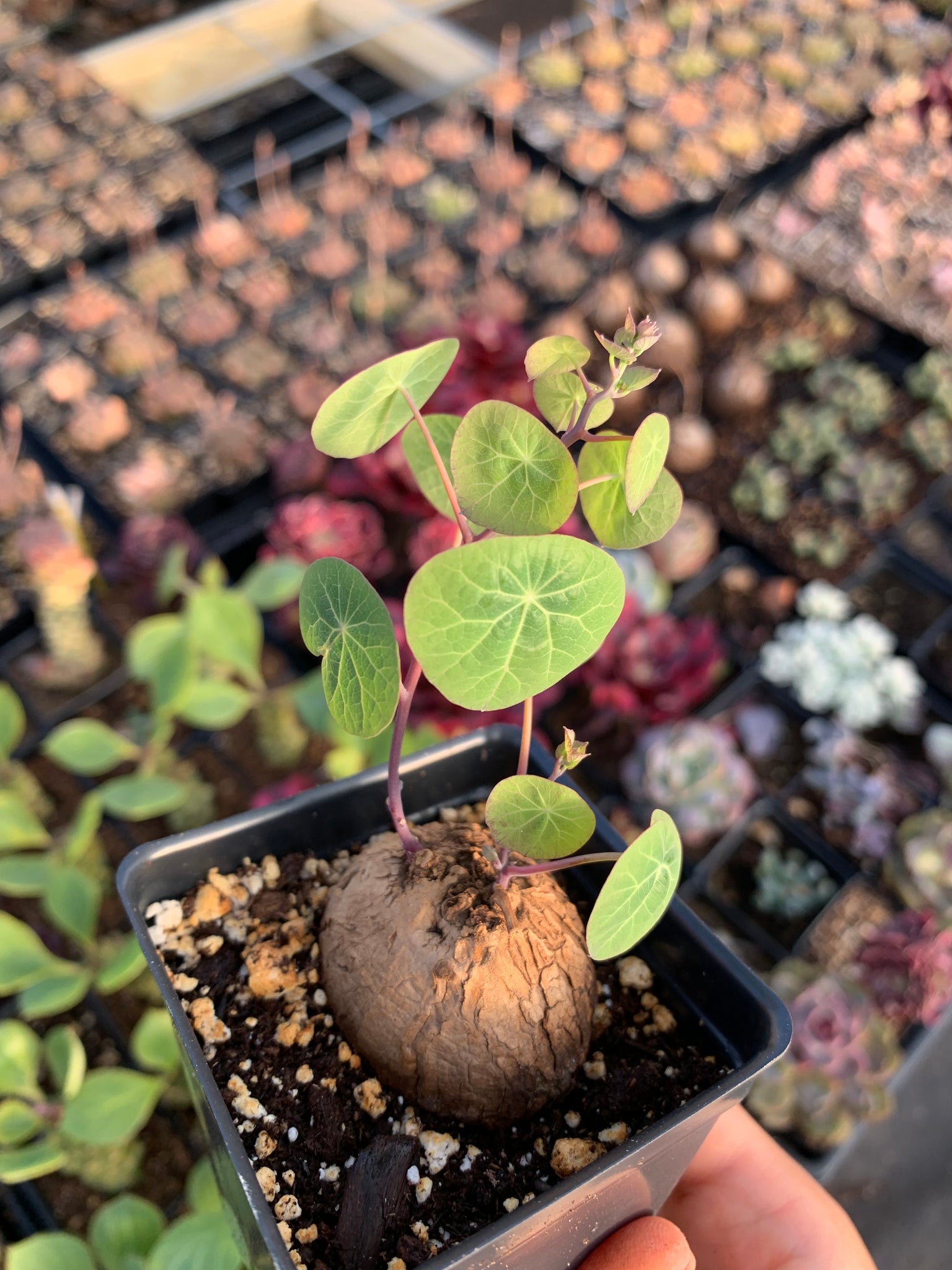 stephania erecta potting mix Stephania erecta (3-4cm)