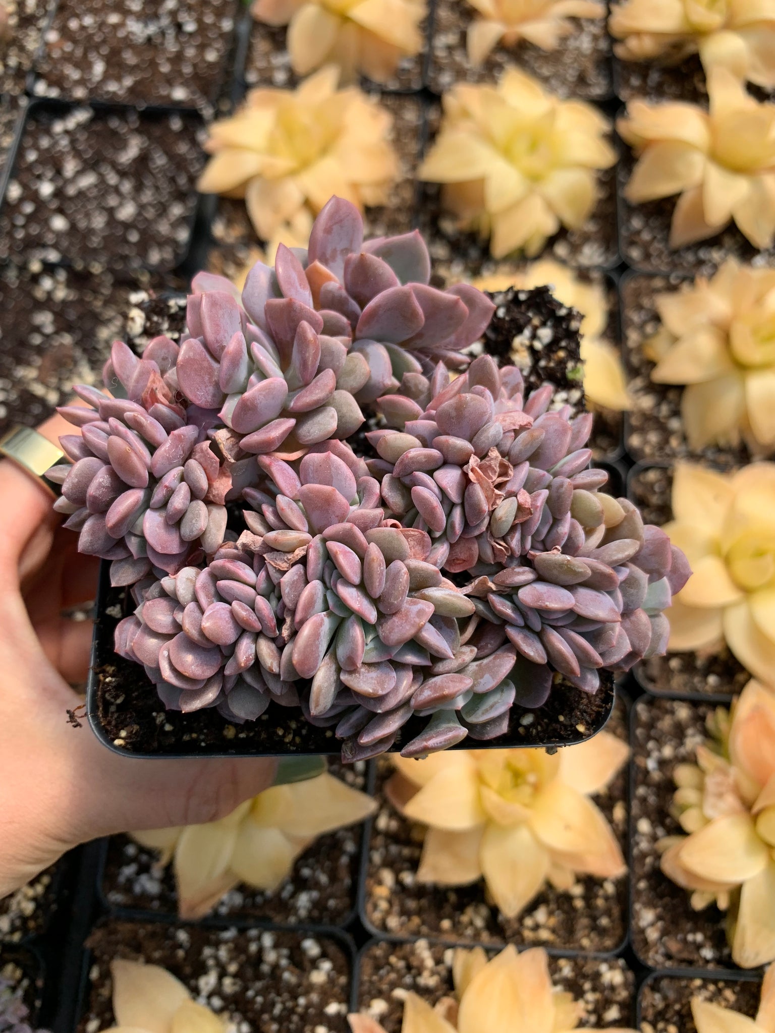 succulent debbie Graptoveria Crested Debbie