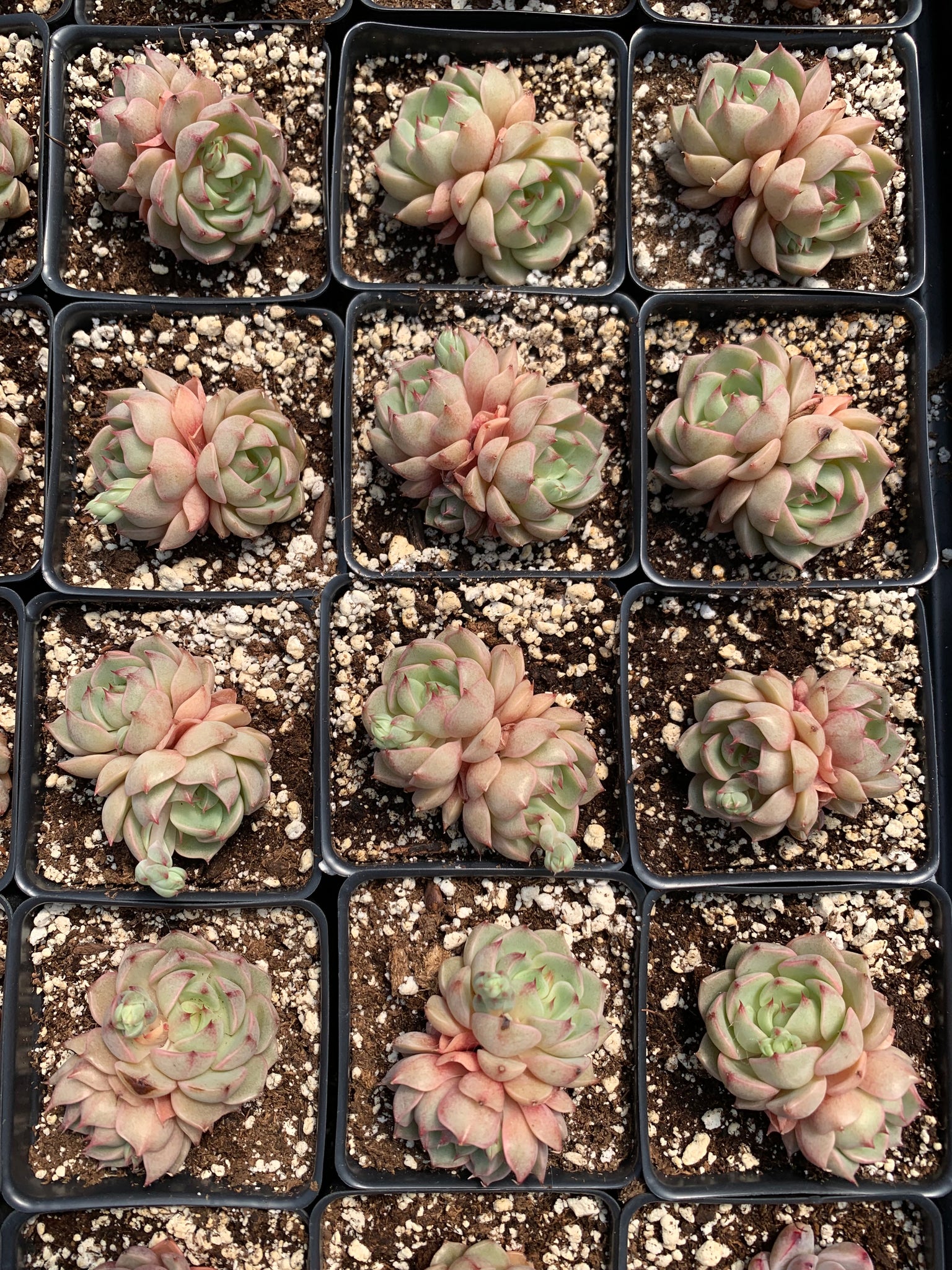 ben badis succulent Echeveria Ben Badis