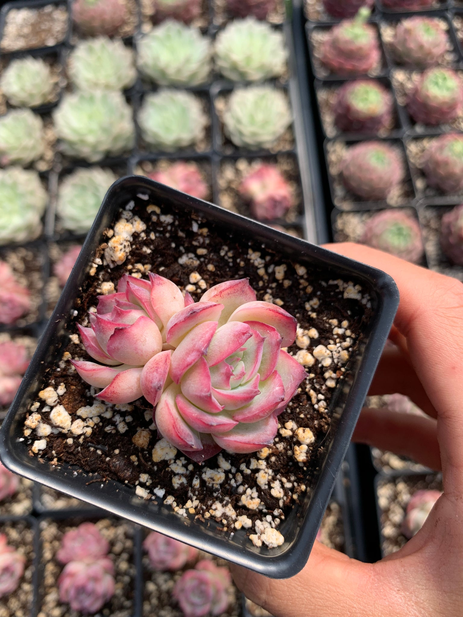 succulents that look like roses Echeveria "France Rose" single head