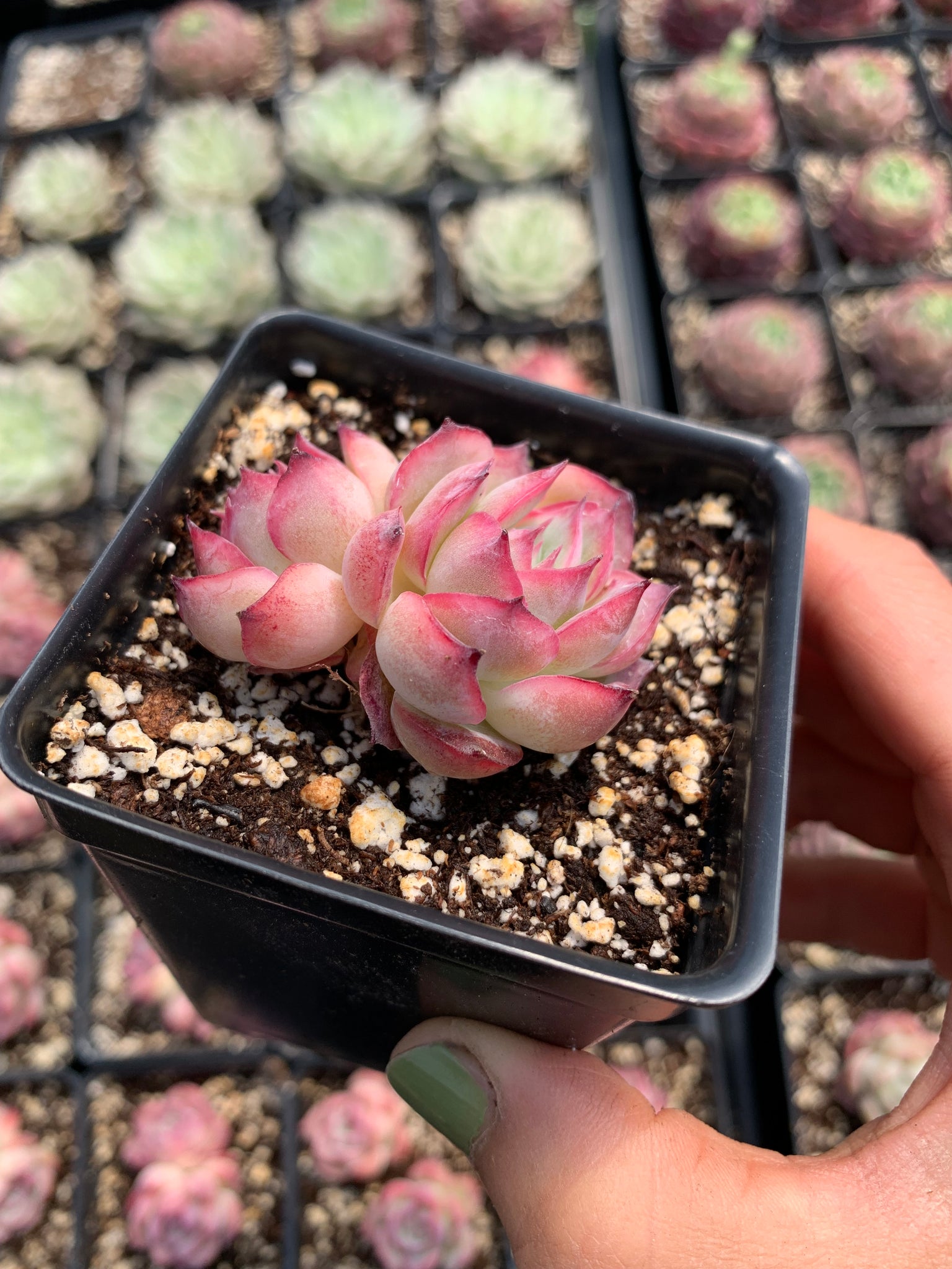 succulent plant in french Echeveria "France Rose" single head
