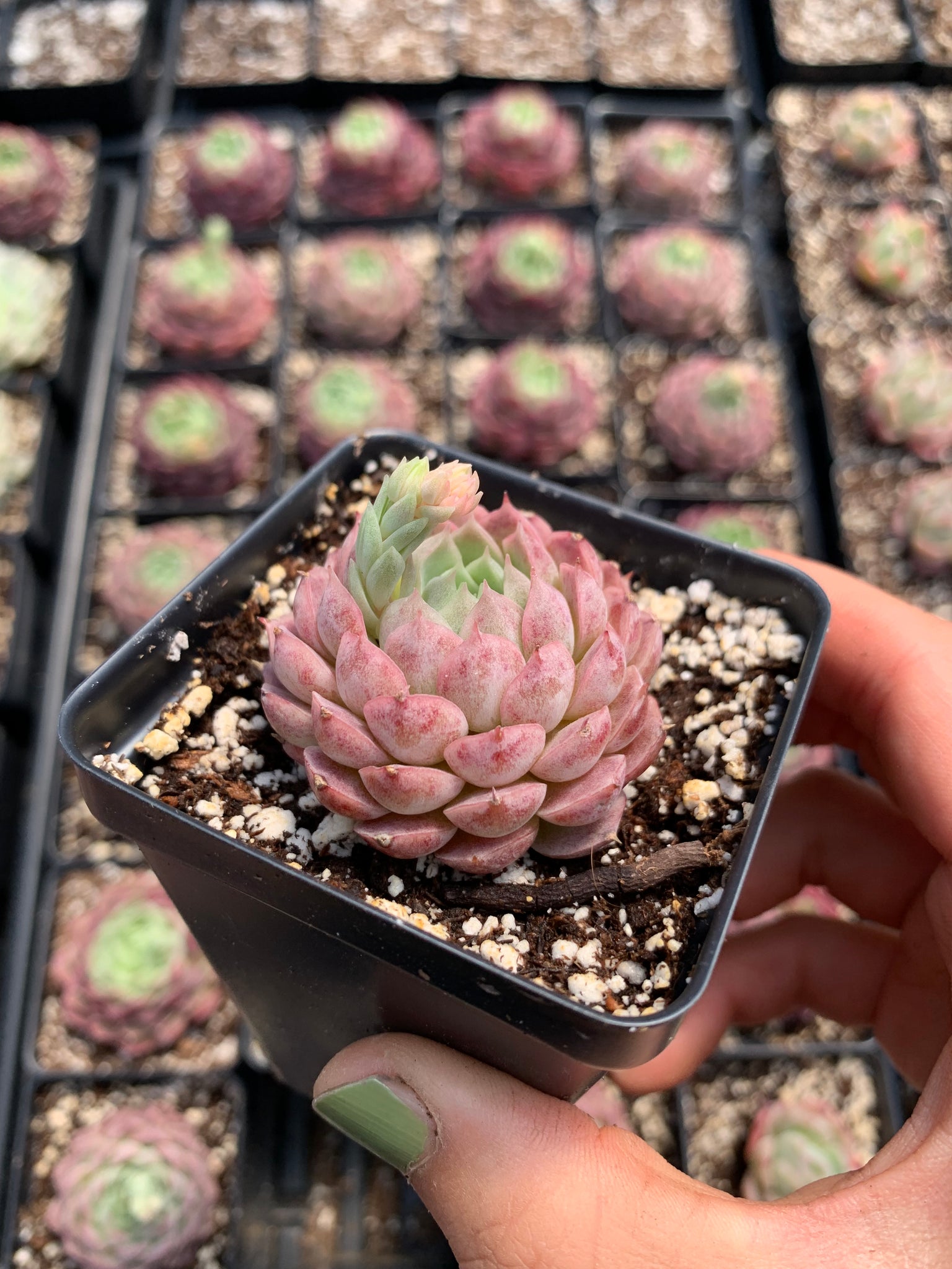 red hole succulent Echeveria Red Hole