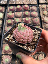 Load image into Gallery viewer, Echeveria Red Hole - April Farm/Rare Succulents