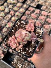 Load image into Gallery viewer, Echeveria Agavoides Tinklebell (mini cluster) - April Farm/Rare Succulents
