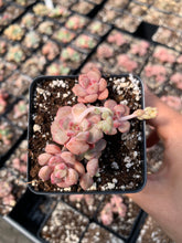 Load image into Gallery viewer, Echeveria Agavoides Tinklebell (mini cluster) - April Farm/Rare Succulents