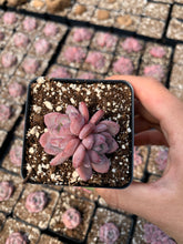 Load image into Gallery viewer, Echeveria Crystal Amber - April Farm/Rare Succulents