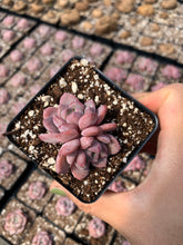 Load image into Gallery viewer, Echeveria Crystal Amber - April Farm/Rare Succulents
