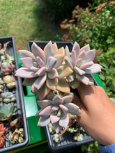 Load image into Gallery viewer, Graptoveria Victor Kane variegated - April Farm/Rare Succulents