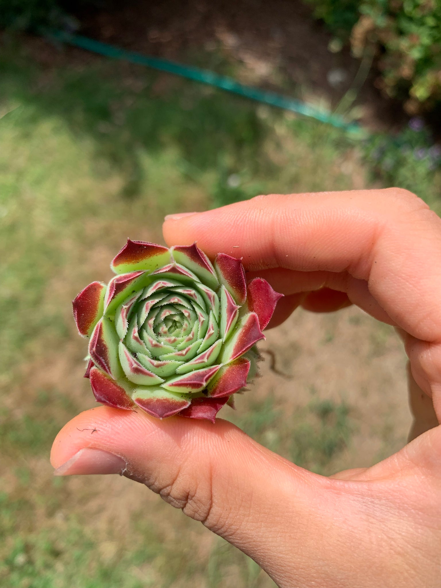 single succulent plants Sempervivum sp. (mini succulent single head)