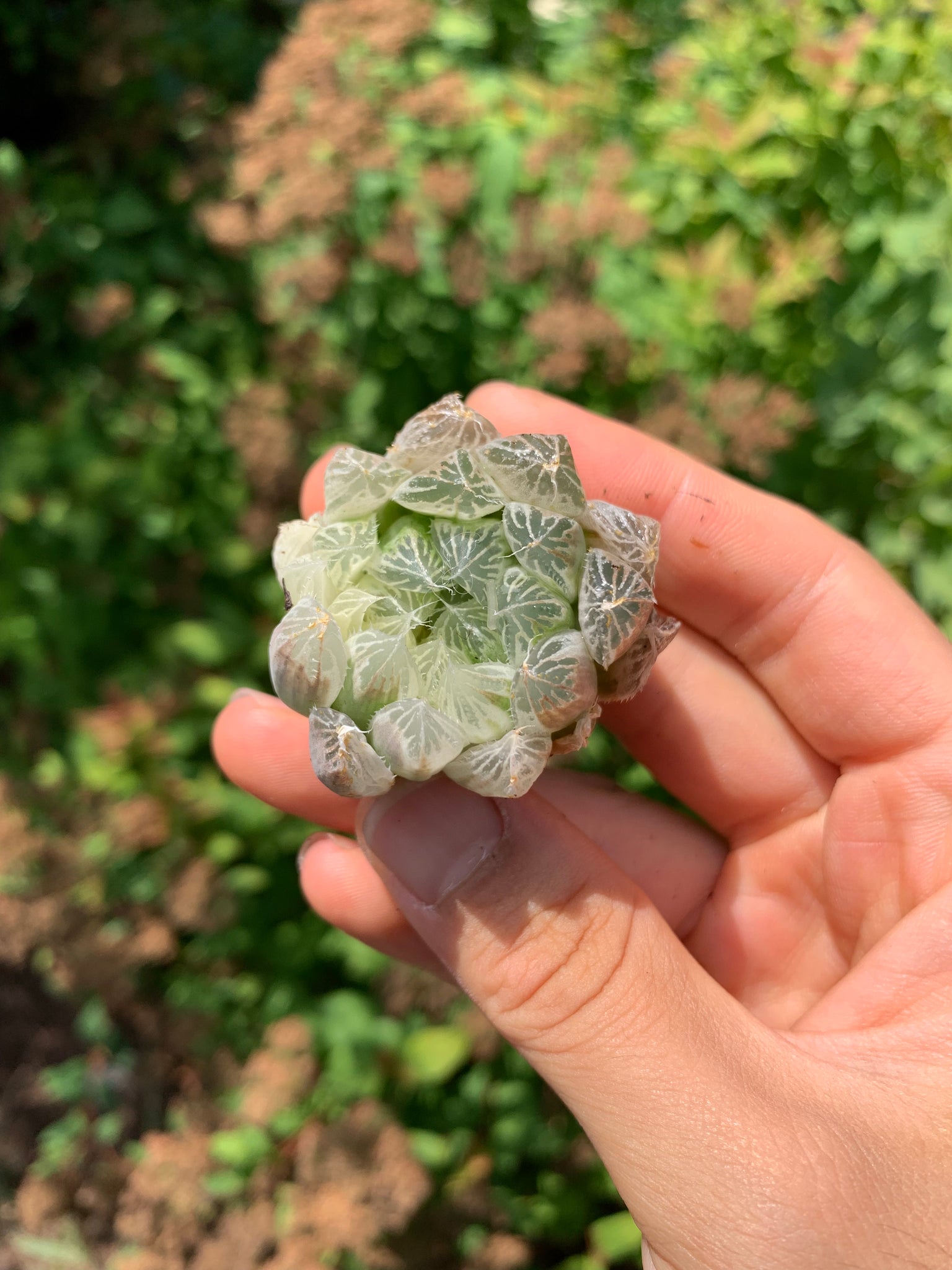 white spotted succulent Haworthia cooperi cv. variegata Crystal “White Spots”