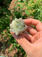 Load image into Gallery viewer, Haworthia cooperi cv. variegata Crystal “White Spots” - April Farm/Rare Succulents