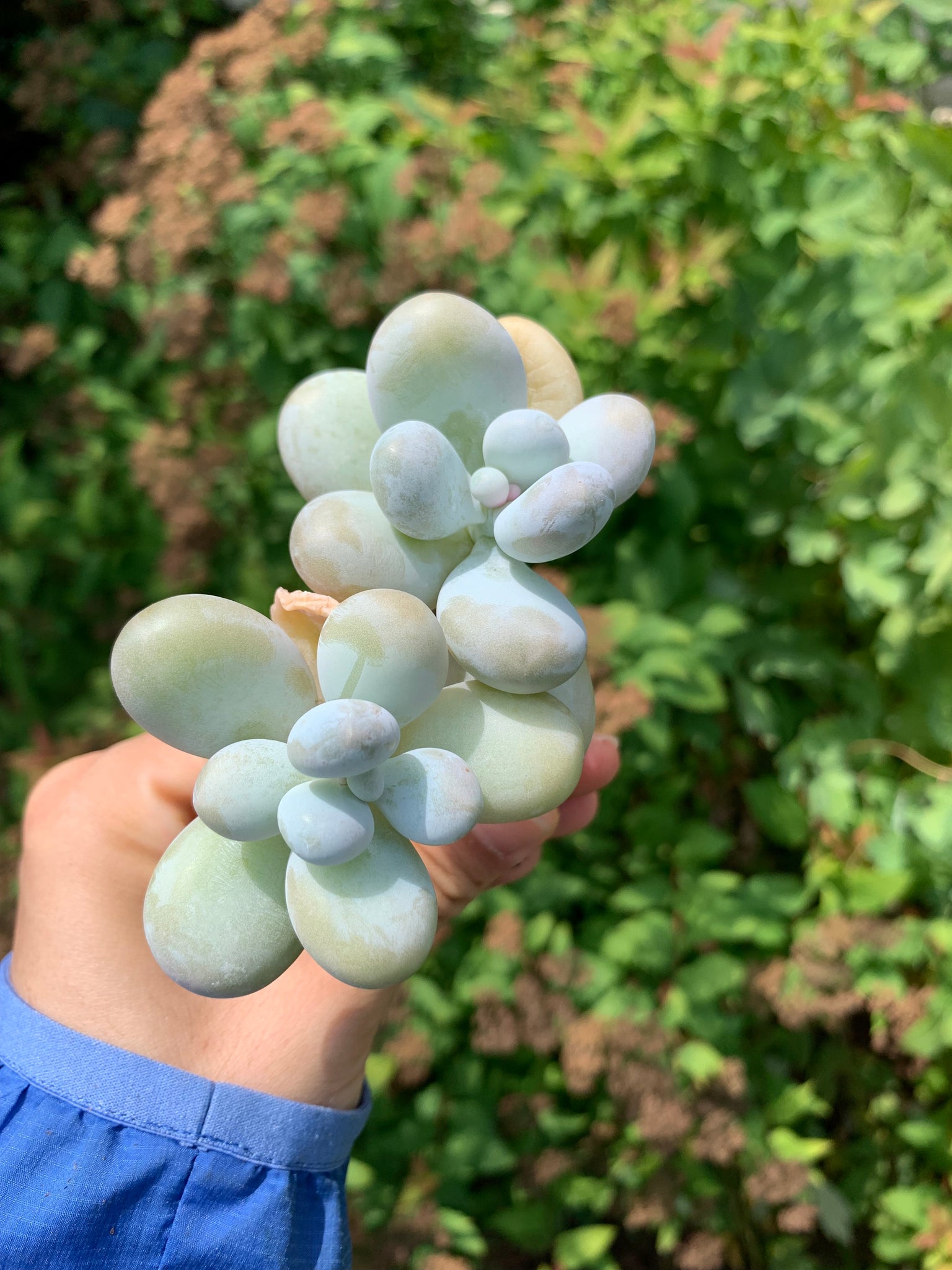 cheese succulent Pachyphytum Cheese