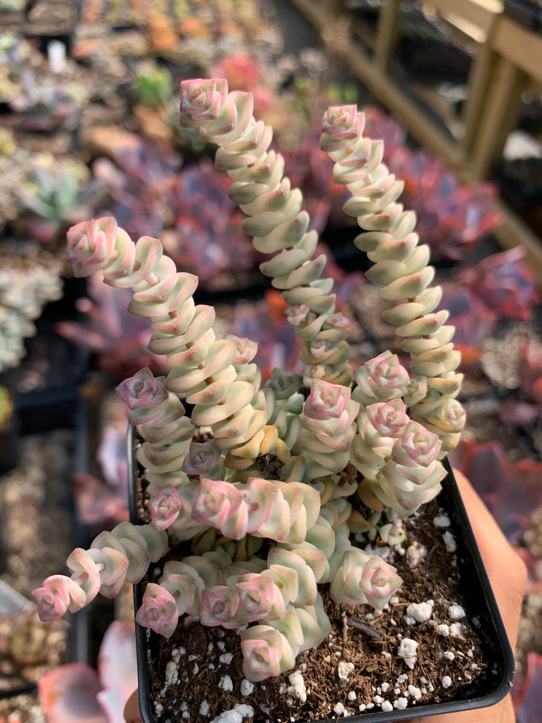 perforata succulent Crassula perforata variegated