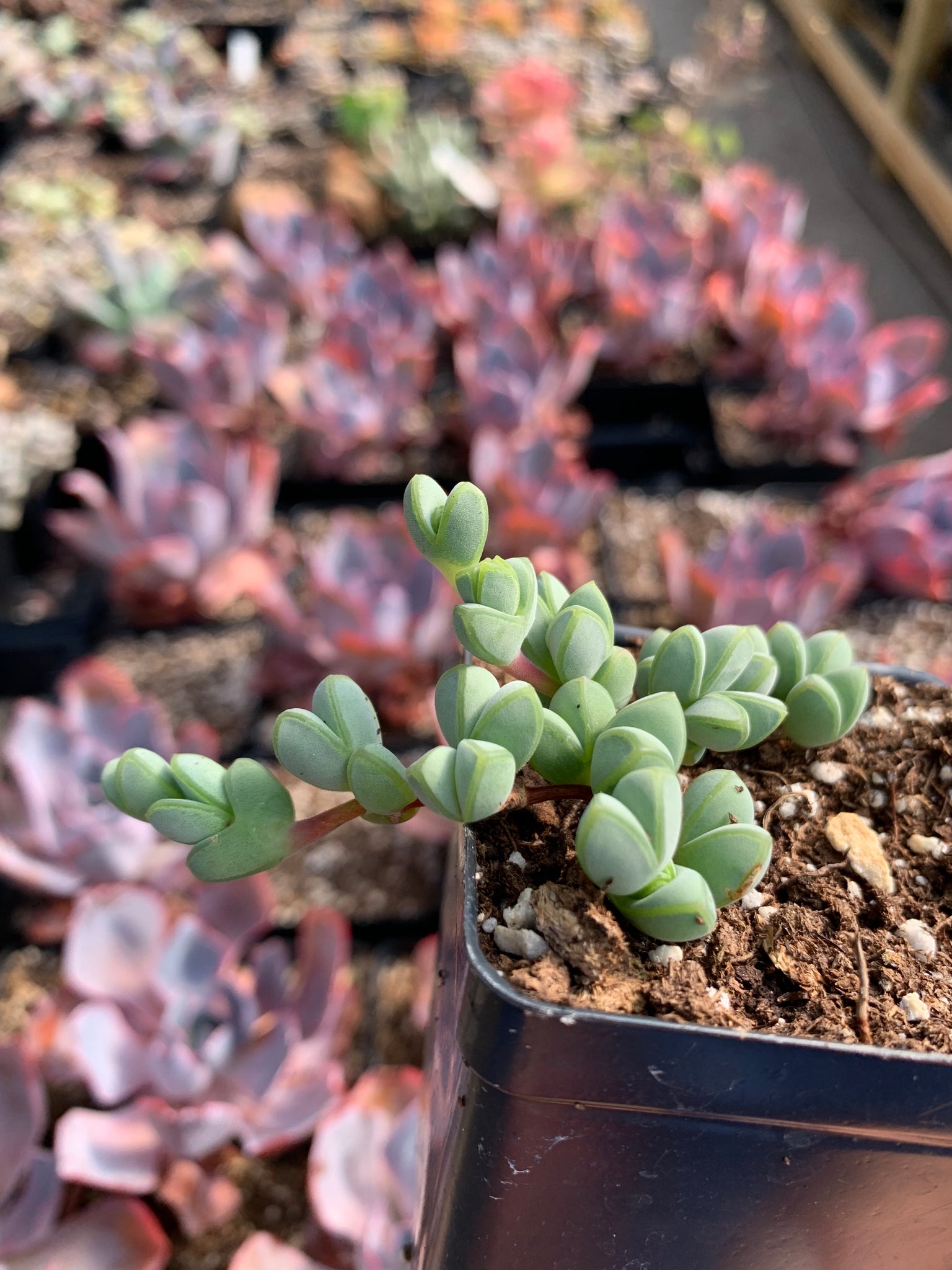 rare succulent plant for sale Echinus maximilianus (rooted)