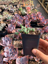 Load image into Gallery viewer, Echinus maximilianus (rooted) - April Farm/Rare Succulents