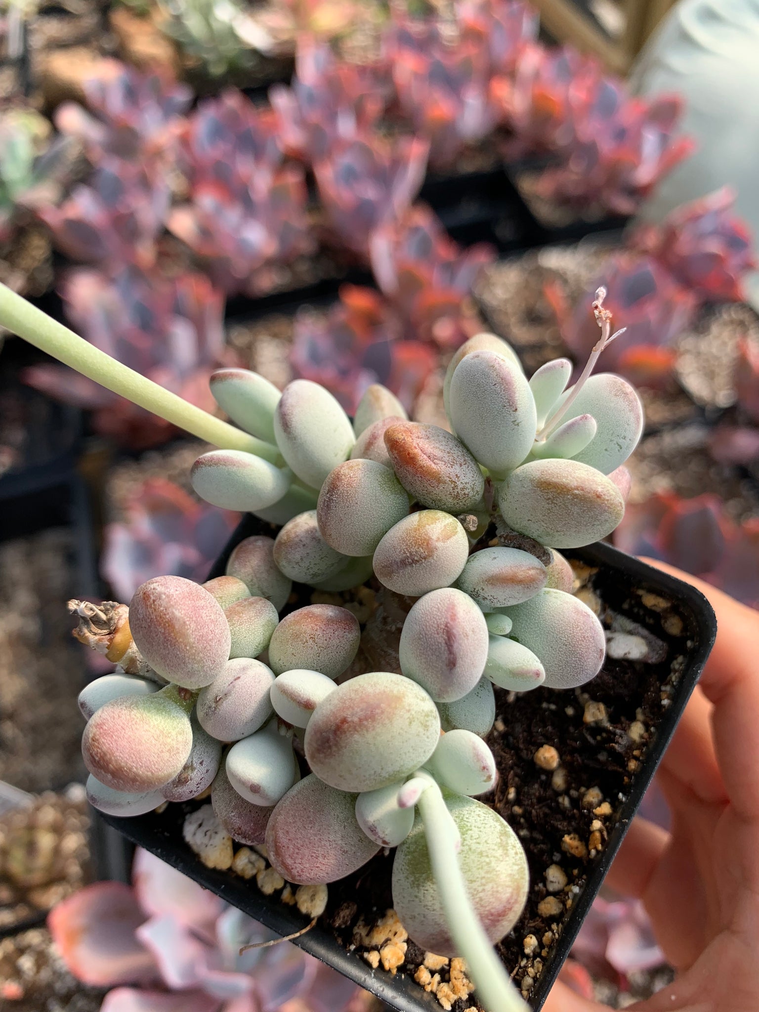 cvs succulents Cotyledon orbiculata cv