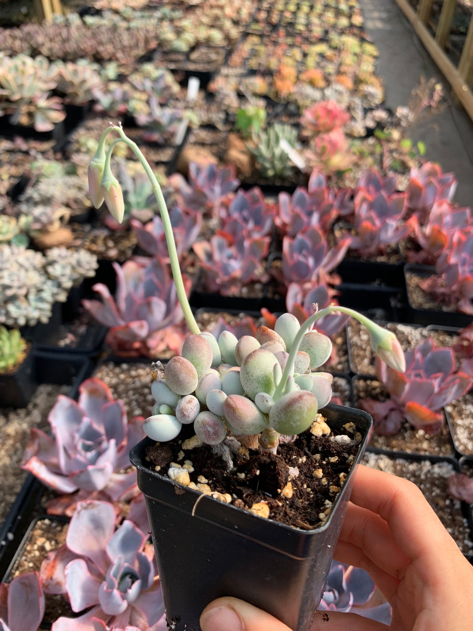 cvs succulents Cotyledon orbiculata cv