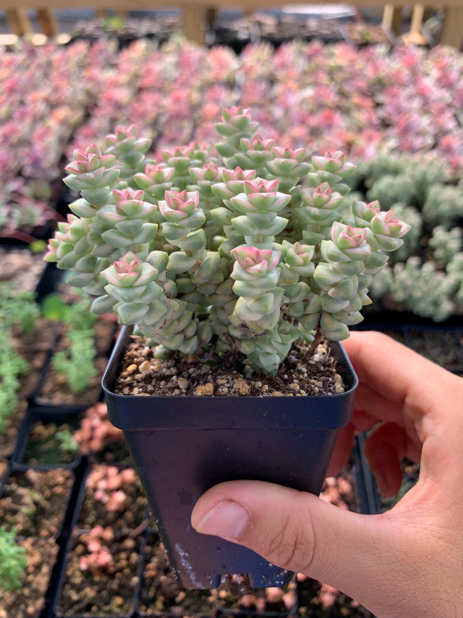 rupestris succulent Crassula Rupestris v. 'pastel'