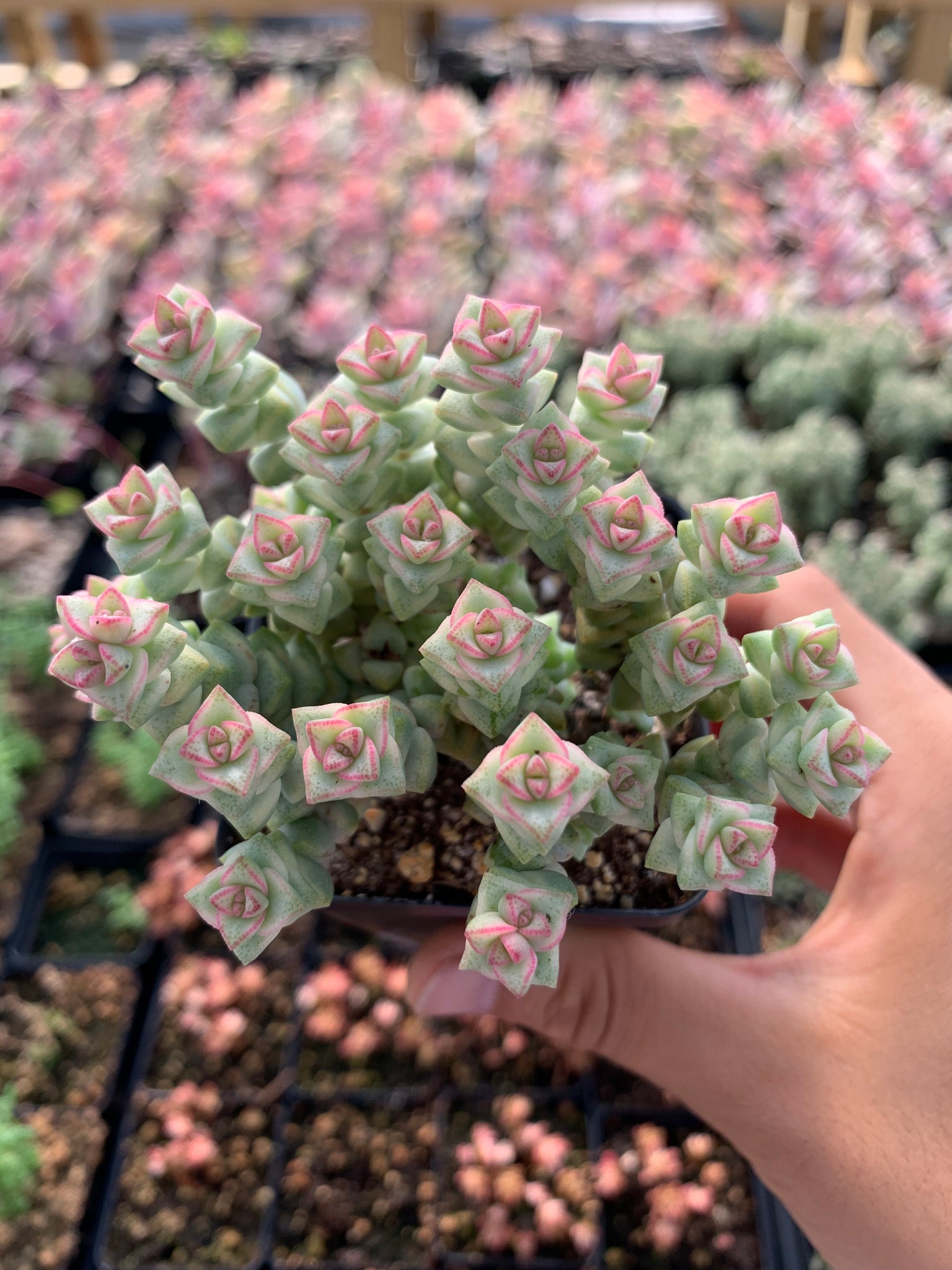 crassula rupestris succulent Crassula Rupestris v. 'pastel'