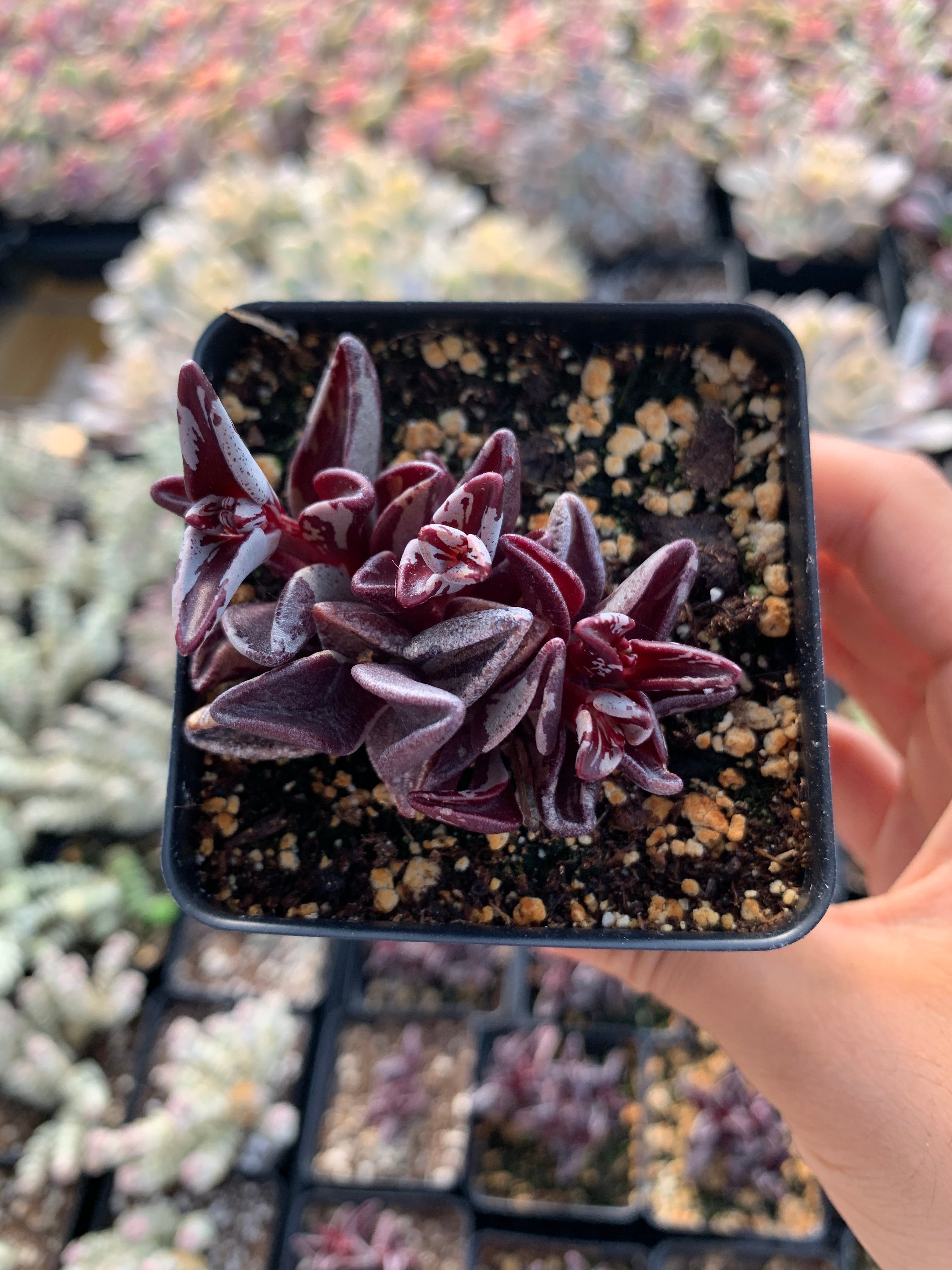lenophyllum succulent Crassula Lenophyllum variegated