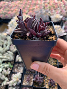 Crassula Lenophyllum variegated - April Farm/Rare Succulents