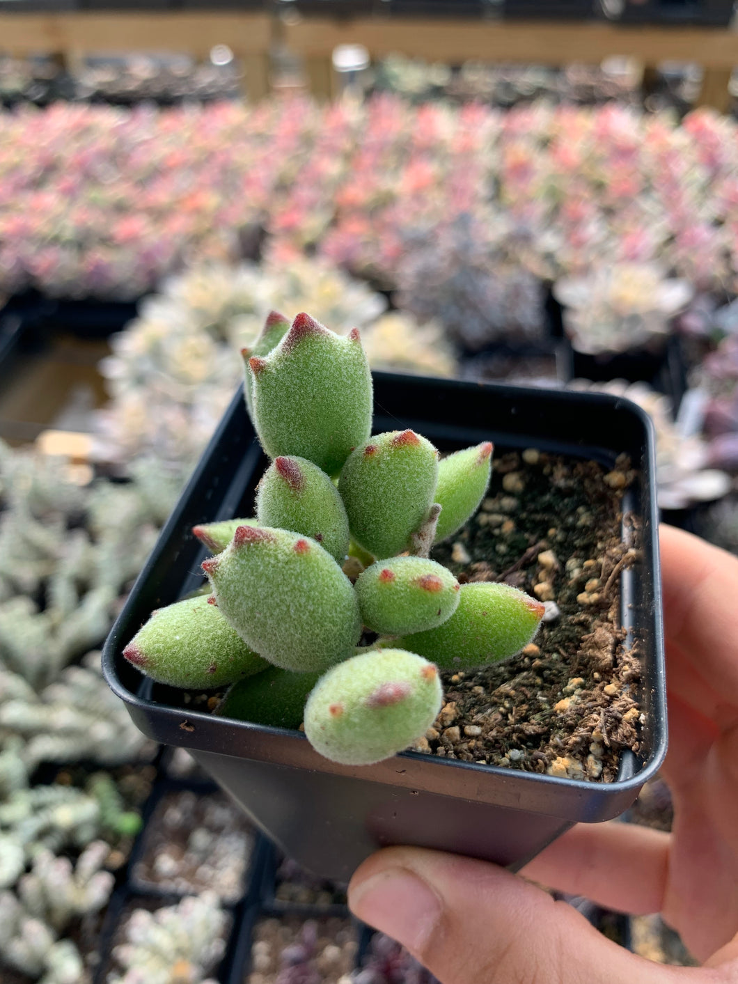 cat paw succulent Cotyledon 'KONEKONOTUME' 'Cat Claw'
